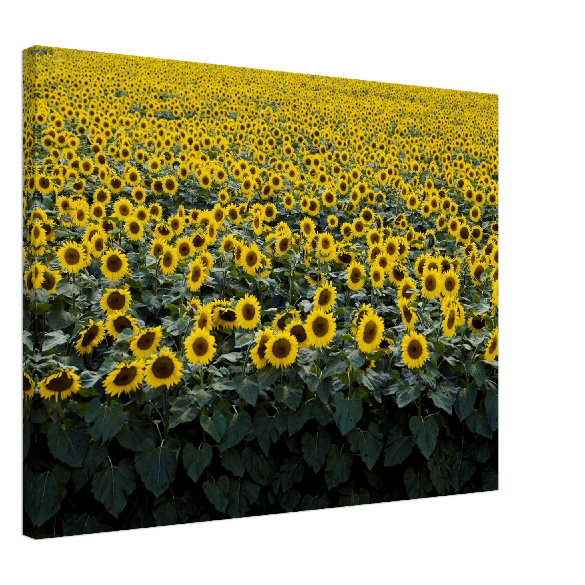 254aa6f0-2bc3-4722-b2c2-c16f99637463