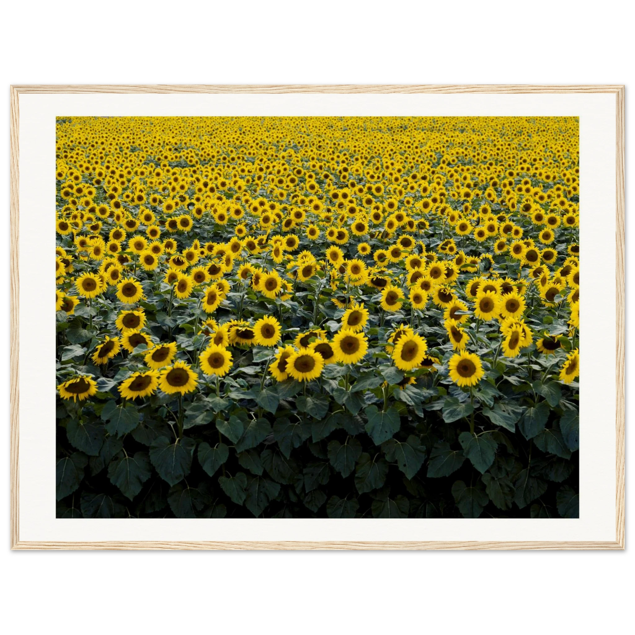 3019a964-8803-4999-9bc0-370175641788