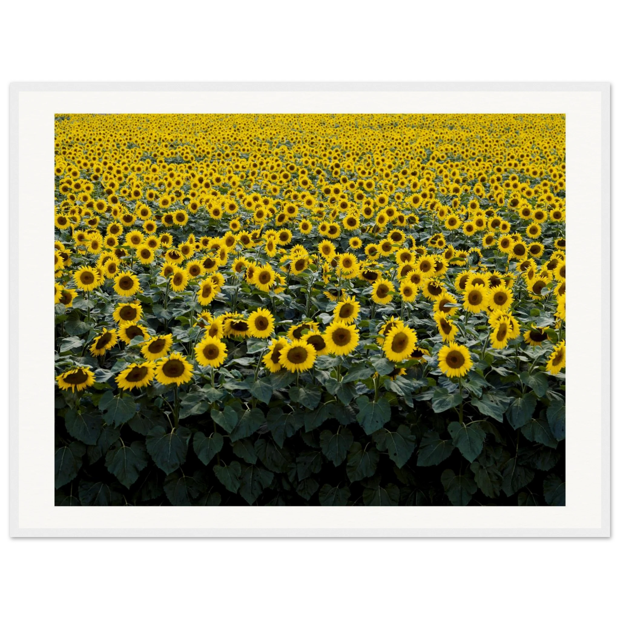 301e90fe-fcd2-4ca9-b8d4-c9e80eb6cff1