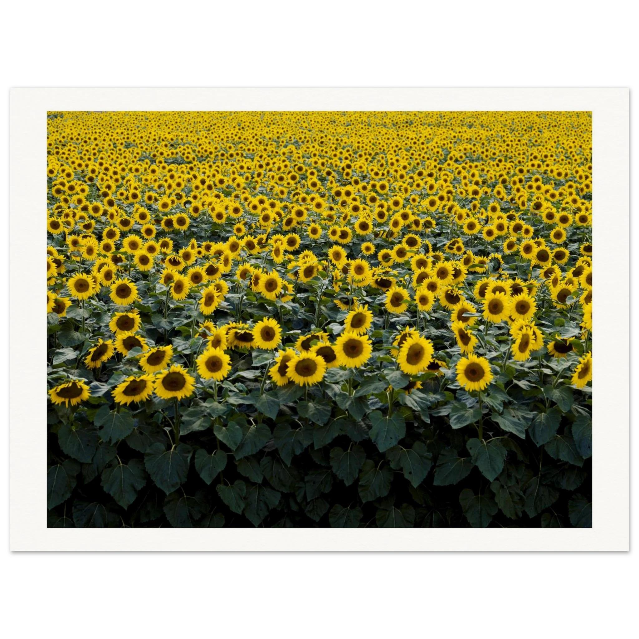 509ae7af-6c66-4445-b9a0-8d8eb582399f