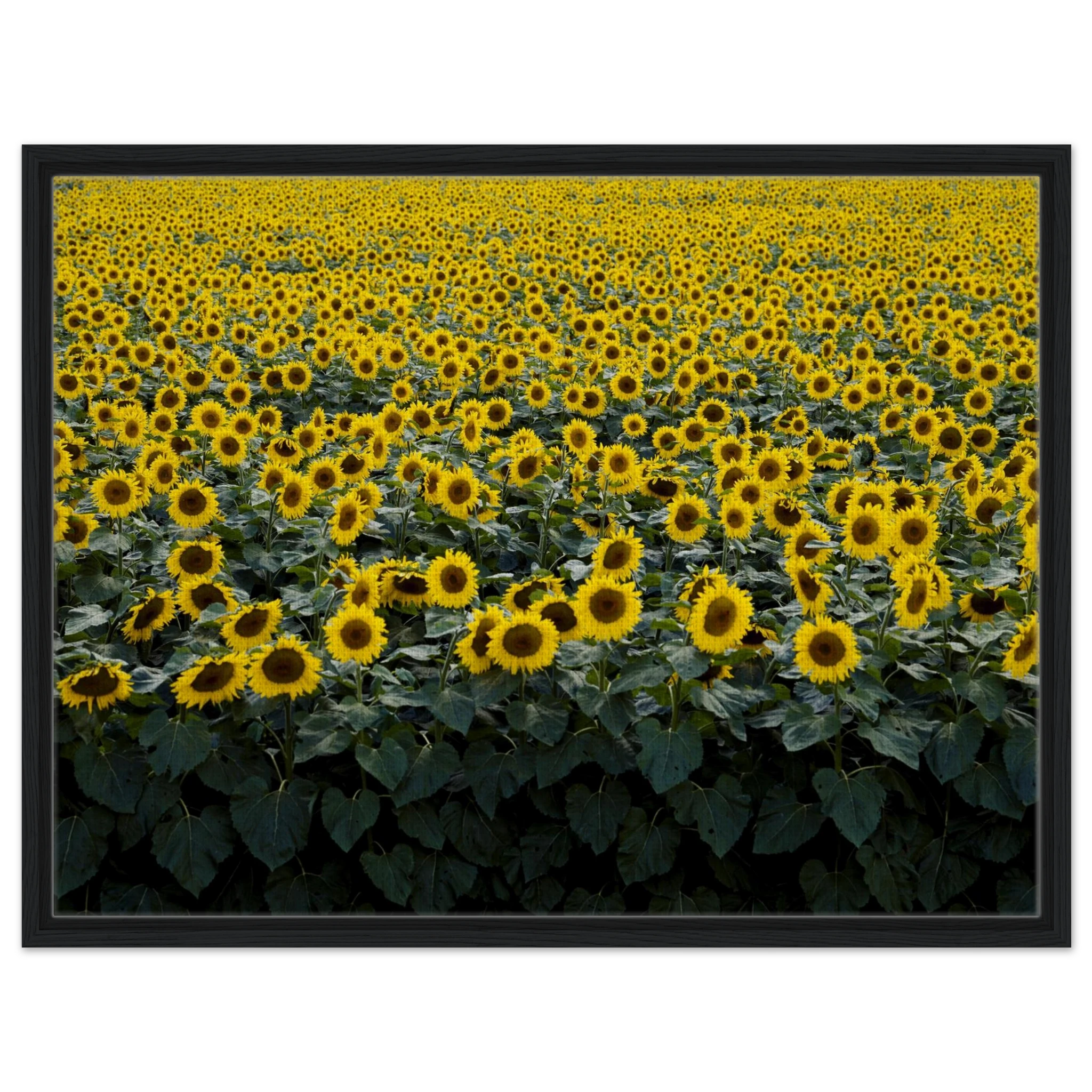 5a6fd288-ae9b-4b47-9724-0107f8558c46