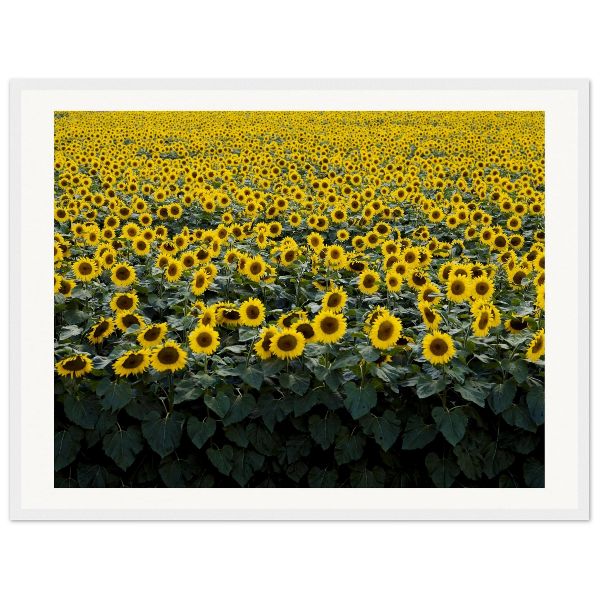 6d93f858-1999-4ade-b74b-dfc353eea81b