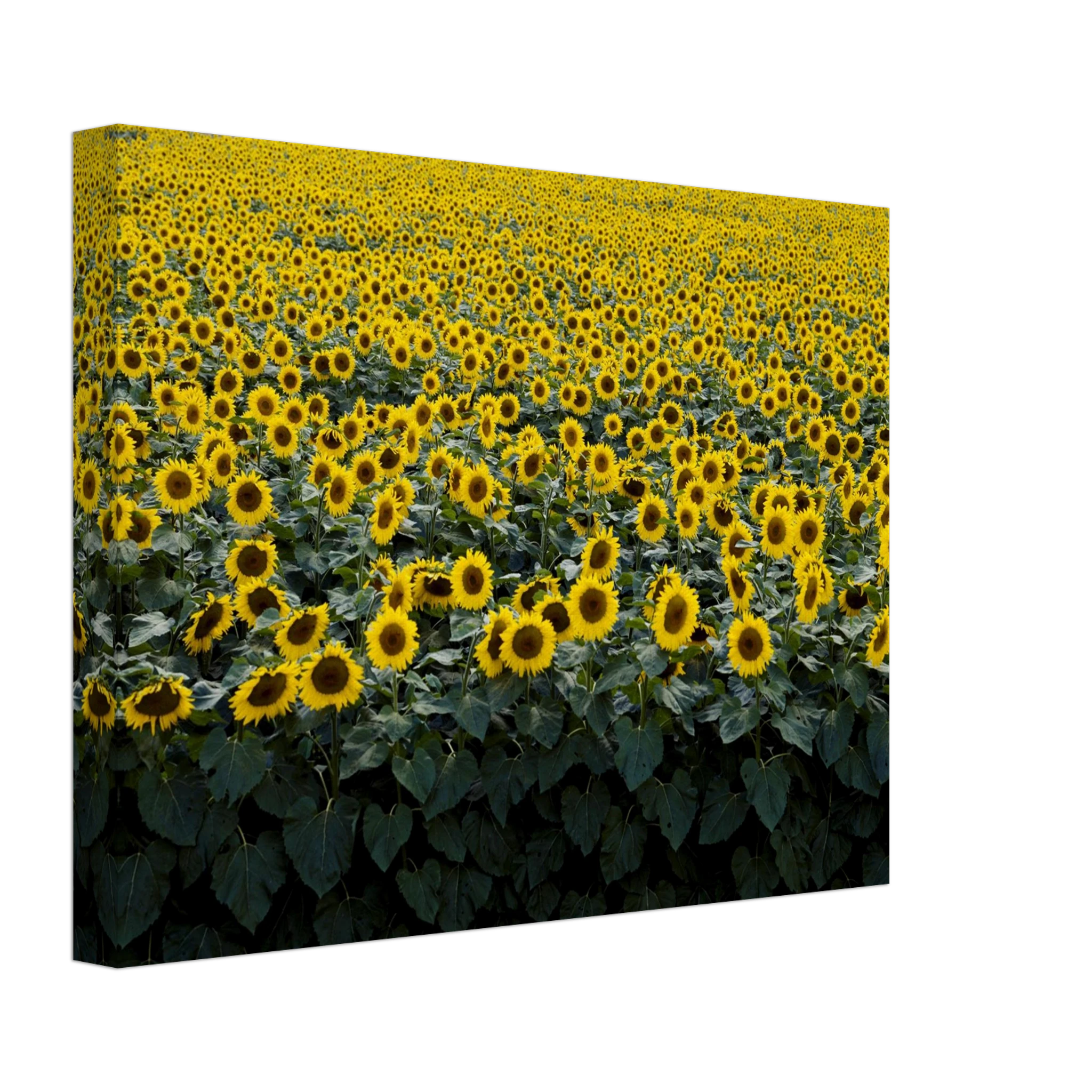 72650636-9336-4554-acf8-c27f84c3b111