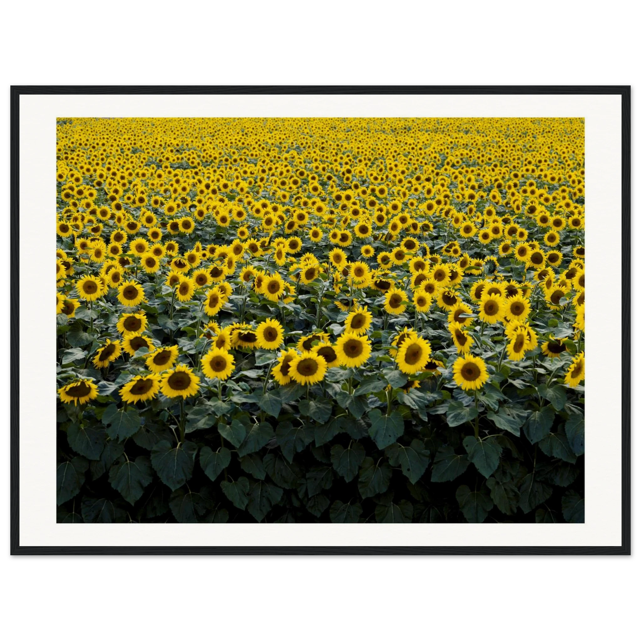 e2064d44-497f-4fd9-8869-f91ce51d83c8